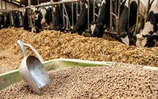 Giá nguyên liệu thức ăn chăn nuôi sẽ duy trì xu hướng giảm nửa cuối năm 2023 Giá nguyên liệu thức ăn chăn nuôi sẽ duy trì xu hướng giảm nửa cuối năm 2023