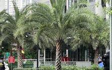 Người đàn ông 74 tuổi nghi rơi từ tầng 19 chung cư xuống đất tử vong Người đàn ông 74 tuổi nghi rơi từ tầng 19 chung cư xuống đất tử vong