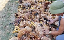 Mất điện đột ngột, gần 1.000 con gà lăn ra chết