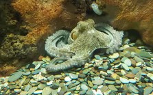 Oclantis: Thành phố dưới nước do bạch tuộc xây dựng Oclantis: Thành phố dưới nước do bạch tuộc xây dựng