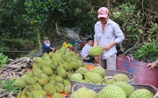 Thêm cơ hội xuất khẩu sầu riêng vào Trung Quốc Thêm cơ hội xuất khẩu sầu riêng vào Trung Quốc