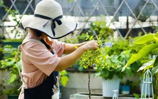 Khu vườn 20m² phủ kín hoa trên sân thượng của cô gái 9x Khu vườn 20m² phủ kín hoa trên sân thượng của cô gái 9x