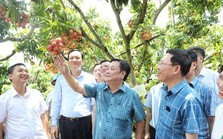 Không mua theo cân, Bộ trưởng Nông nghiệp đặt luôn cả cây vải thiều Không mua theo cân, Bộ trưởng Nông nghiệp đặt luôn cả cây vải thiều