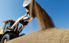 Nhập khẩu lúa mì từ Mỹ tăng đột biến