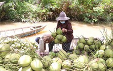 Giá dừa trái tăng gấp đôi Giá dừa trái tăng gấp đôi