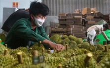 Gần 650 ha sầu riêng tại Đắk Nông đủ điều kiện xuất khẩu chính ngạch Gần 650 ha sầu riêng tại Đắk Nông đủ điều kiện xuất khẩu chính ngạch