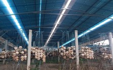 Xin cấp phép làm trang trại nhưng ra sức sản xuất... điện mặt trời Xin cấp phép làm trang trại nhưng ra sức sản xuất... điện mặt trời