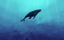 Huyền thoại về 52 Blue: Chú cá voi đơn độc nhất hành tinh