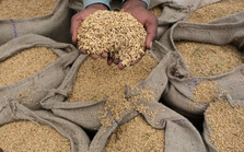 Ấn Độ cấm xuất khẩu gạo, quốc gia này bỗng trở thành nguồn cung được cả thế giới săn lùng, là khách hàng lớn thứ 2 của gạo Việt