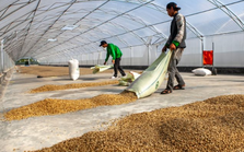 Bất chấp giá đắt đỏ, hạt cà phê Việt cực kỳ được ưa chuộng tại một quốc gia châu Phi - nhập khẩu trong 8 tháng đã vượt cả năm 2023