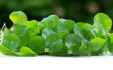 Loại rau được ví như ‘sâm đất’, là khắc tinh của ung thư, cải thiện lưu thông máu cực tốt: Rất sẵn ở chợ Việt