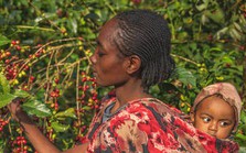 Ethiopia cấm xuất khẩu, giá cà phê thế giới có thể tăng vọt Ethiopia cấm xuất khẩu, giá cà phê thế giới có thể tăng vọt