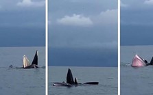 Người dân thích thú chiêm ngưỡng đàn cá voi bơi lội trên vùng biển Cô Tô