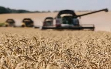 Giá lúa mì lao dốc: Doanh nghiệp Việt cần có chiến lược mua hàng thận trọng