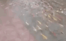 Mưa lớn, hàng trăm con cá Koi vượt ao lên sân ủy ban huyện