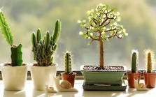 Cách trang trí cửa sổ phòng bếp với chi phí tiết kiệm Cách trang trí cửa sổ phòng bếp với chi phí tiết kiệm