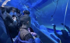 Trung Quốc: Một thợ lặn chết đuối ngay trong thủy cung, nhiều du khách đứng xem còn tưởng là "hình nộm"