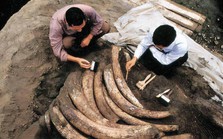 Công trường xây dựng bị phong tỏa vì công nhân đào trúng hơn 1.000 chiếc ngà voi, chuyên gia hốt hoảng yêu cầu "chôn lại ngay lập tức"