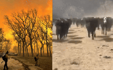 Cháy rừng tàn khốc tại Texas: Khói lửa bao trùm cả vùng trời, xót xa cảnh tượng động vật tán loạn thoát thân