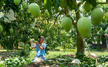 Nỗ lực đảm bảo an toàn và hiệu quả trong sử dụng thuốc bảo vệ thực vật ở "thủ phủ trái cây"