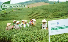 Cỏ Cây Hoa Lá: Tôn vinh nông sản Việt trong mỹ phẩm
