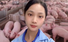 Cô gái trẻ Trung Quốc nổi tiếng sau khi bỏ việc văn phòng về nuôi lợn