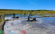 Định trồng lúa nước mùa khô, trang trại người Việt tại Angola điêu đứng