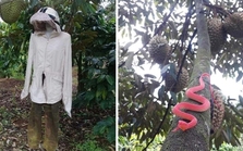 1001 cách người nông dân bảo vệ những trái sầu riêng khỏi kẻ trộm, "hú hồn" nhất là cảnh rắn bò