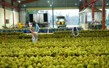 Trung Quốc mở cửa nhập khẩu, một nông sản của Việt Nam nhanh chóng chiếm thị phần từ Thái Lan: Nếu gỡ được "nút thắt" này có cơ hội thu tới 10 tỷ USD/năm
