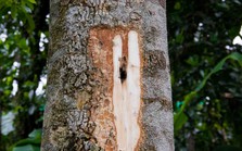Loại “gỗ của thần” có giá hơn 2 tỉ/kg vẫn khiến cả thế giới săn lùng: Báo Malaysia thán phục người Việt Nam vì nghĩ ra cách sản xuất độc nhất