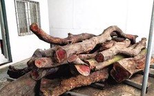 Hai cây gỗ được bán với giá 50 tỷ đồng: Nhiều người bàng hoàng, tiếc nuối khi từng dùng báu vật để nhóm lò