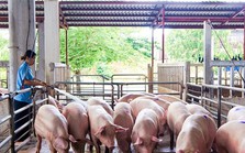 Lý do giá lợn hơi tăng cao nhất trong vòng 1 năm