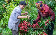 Bắc Giang bắt đầu thu hoạch vải thiều, giá tại vườn khoảng 35.000 đồng/kg
