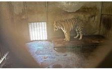 Sốc: 20 xác hổ trong tủ đông ở vườn thú Trung Quốc