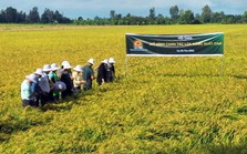 Xoay được tiền từ TPBank, Lộc Trời tuyên bố đã trả hết nợ lúa hơn 245 tỷ đồng cho bà con nông dân