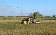Nhìn nhận vai trò thương lái trong tiêu thụ nông sản tại "vựa lúa" Miền Tây