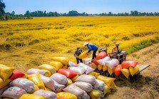 Thế giới thiếu 7 triệu tấn gạo, Việt Nam có thể xuất khẩu bao nhiêu?