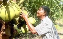 Giá dừa sáp Trà Vinh tăng cao trước mùa lễ hội