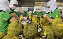 Xuất khẩu trái cây: Liên tục "nâng cấp" để đáp ứng thị trường "khó tính"