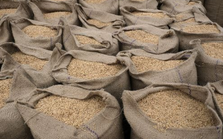 Sau lệnh hạn chế xuất khẩu, gạo Ấn Độ bất ngờ bị người mua ‘xa lánh’ vì lý do này