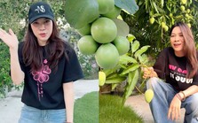 Mỹ Tâm khiến dân mạng "mắt tròn mắt dẹt" khi "flex" khu vườn siêu trái: Cây táo 2000 trái mọc như nho, xoài mọc sà xuống tận sát mặt đất