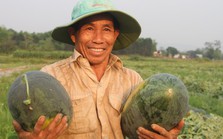 Dưa hấu được mùa được giá, nông dân Quảng Nam "trúng lớn"