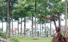Lộ diện các gói thầu của Công ty cây xanh Công Minh ở Bình Dương, Bình Phước