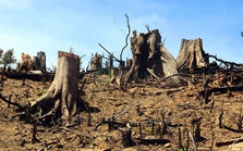 Doanh nghiệp phân lô bán đất rừng khiến nguyên chủ tịch xã tại Phú Quốc bị bắt khẩn cấp, 3 Đội trưởng quản lý bảo vệ rừng vội tự thú