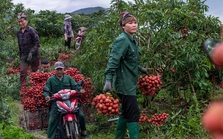 Ảnh, clip: Nghịch lý vải thiều mất mùa, nông dân Bắc Giang vẫn thu về bộn tiền