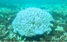 Tìm ra nguyên nhân nhiều rạn san hô ở Côn Đảo bị tẩy trắng, chết hàng loạt
