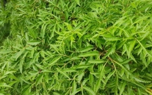 Loại cây nhan nhản ở Việt Nam được ví như liều thuốc bổ, nhưng nhiều người không biết