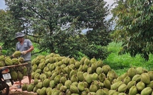 Nông dân Gia Lai phấn khởi vào vụ thu hoạch sầu riêng