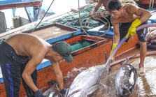 Xem ngư dân xuất bán cá ngừ 40-50 kg vừa đánh bắt từ Trường Sa
