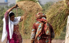 Ấn Độ cấm xuất khẩu, một quốc gia có diện tích gấp 2 lần Việt Nam bất ngờ trở thành 'thủ phủ' gạo mới của thế giới, cung cấp hơn 5 triệu tấn ra thị trường toàn cầu